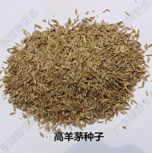 高羊茅品种介绍及种植技术